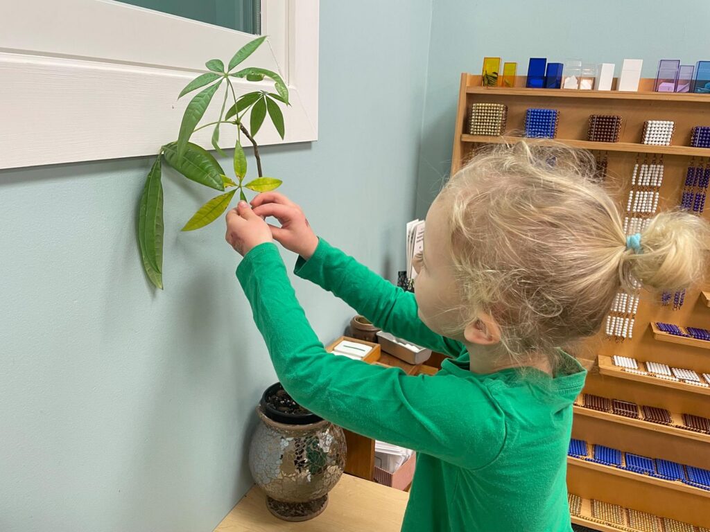 Preschool age child caring for plants in the Montessori classroom